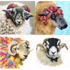 sheep coasters